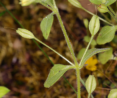 Erythranthe taylorii