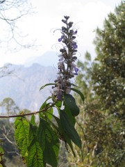 Pseudocaryopteris bicolor