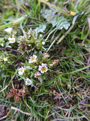 Euphrasia antarctica