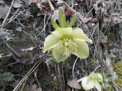 Helleborus viridis viridis