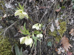 Helleborus viridis viridis