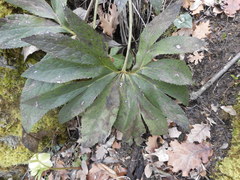 Helleborus viridis viridis