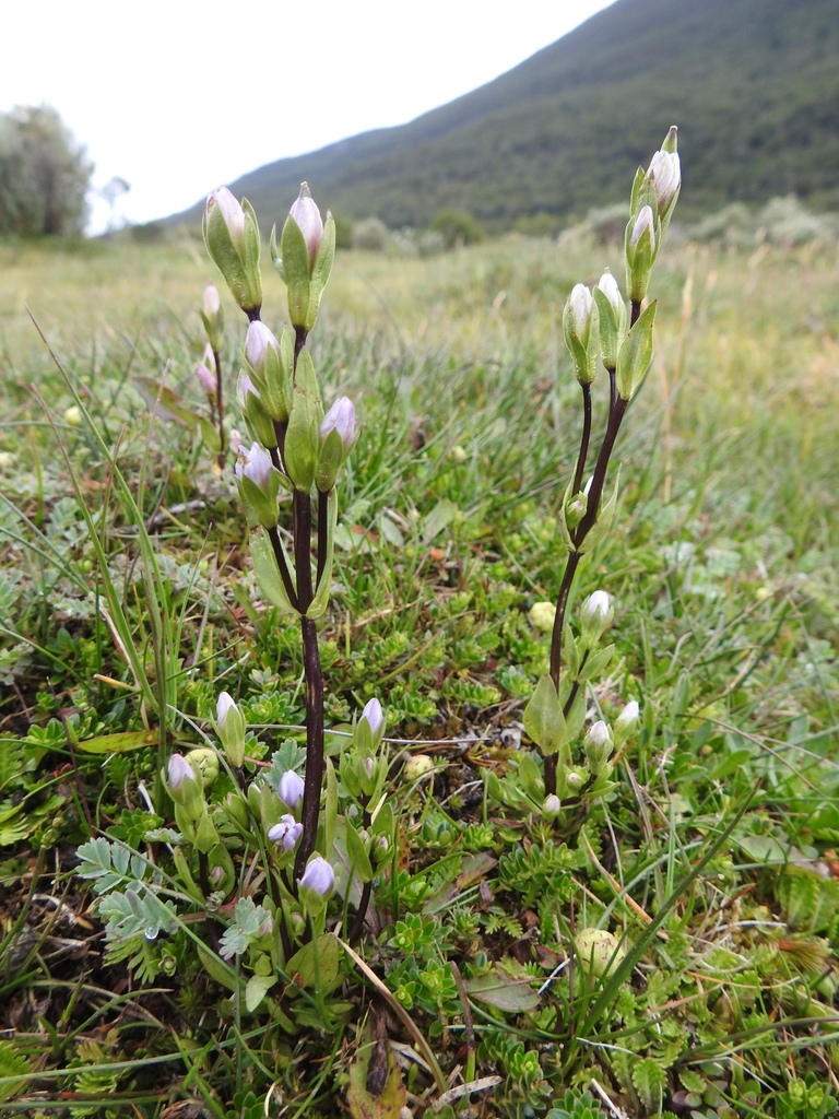 Gentianella magellanica; photograph María Regina Silva, CC BY, iNaturalist via GBIF