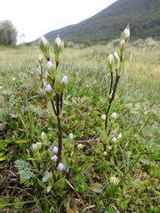 Gentianella magellanica