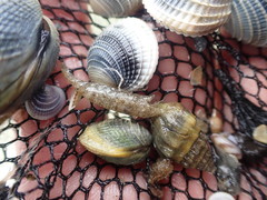 Philocheras australis