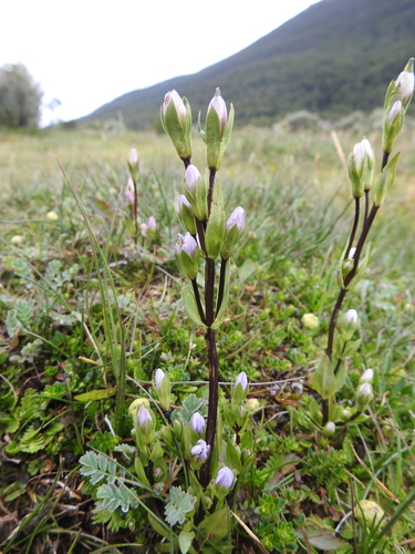 Gentianella magellanica, photograph 1