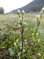Gentianella magellanica