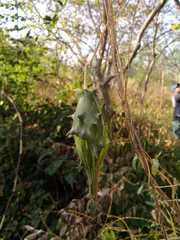 Dictyanthus