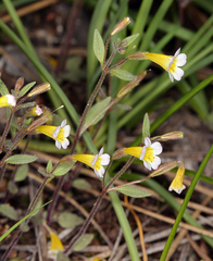 Erythranthe trinitiensis