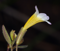 Erythranthe trinitiensis