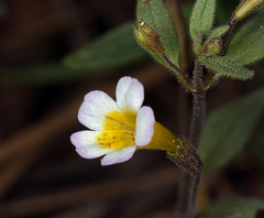 Erythranthe trinitiensis