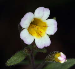 Erythranthe trinitiensis