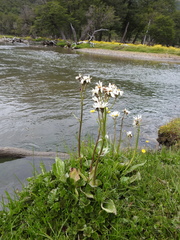 Senecio smithii