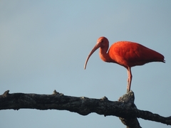 Eudocimus ruber
