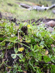 Ranunculus fuegianus