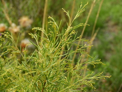 Acanthostyles buniifolius