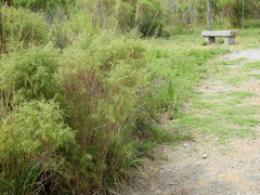 Acanthostyles buniifolius