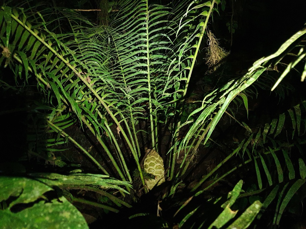 Zamia lindleyi