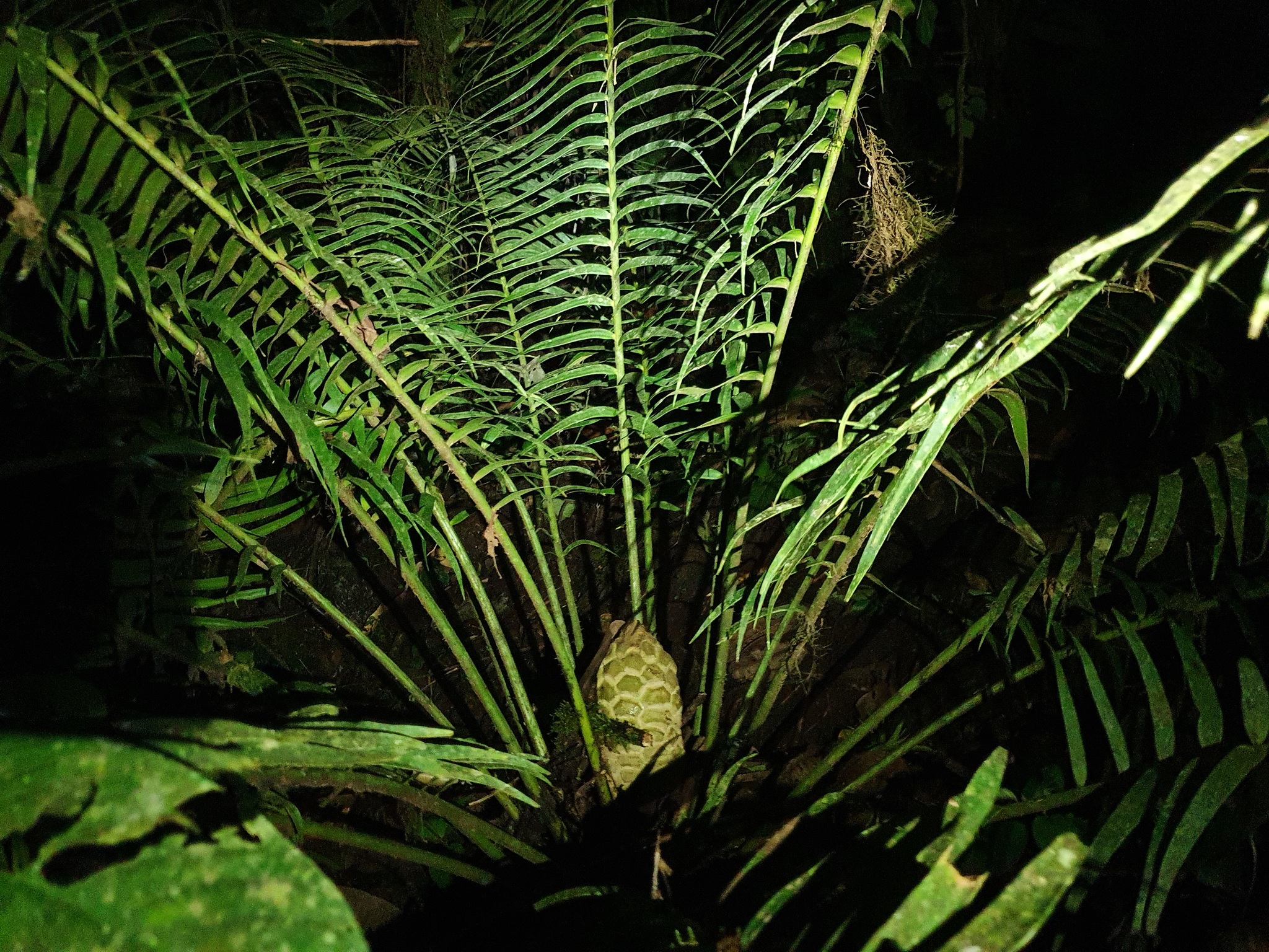 Zamia lindleyi