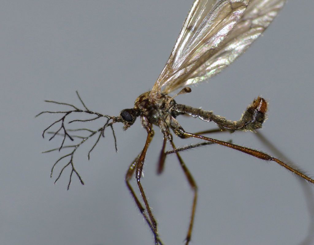 Gynoplistia otagana