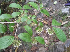 Viburnum erubescens