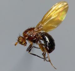 Poecilohetaerella watti