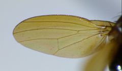 Poecilohetaerella watti