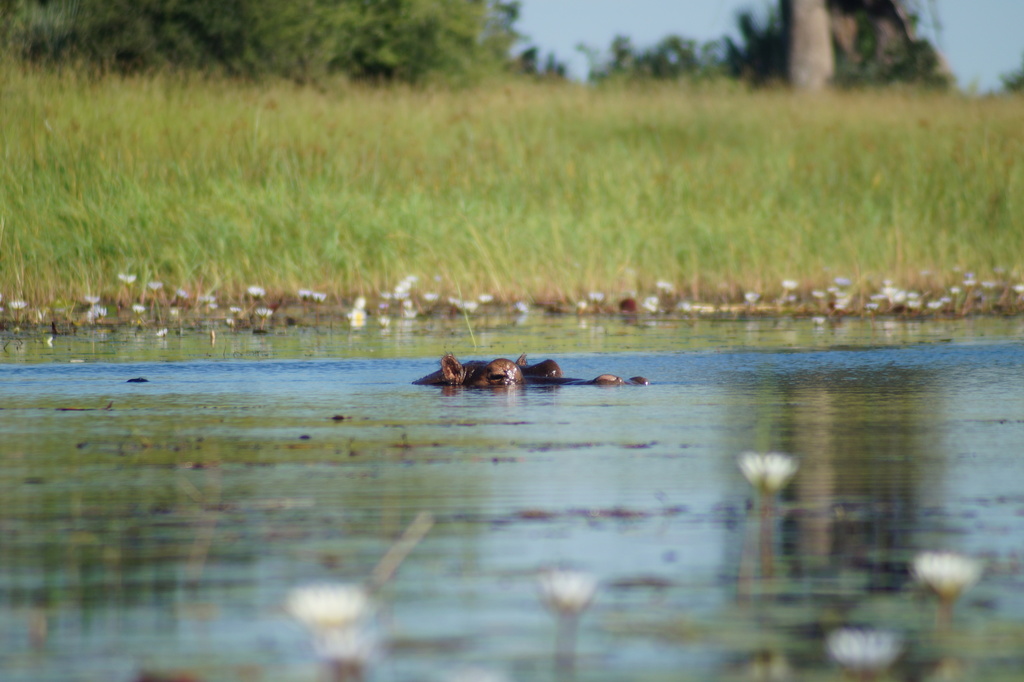 Common Hippopotamus In April 2018 By Carolien Pietjouw · Inaturalist