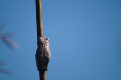 Hyperolius parallelus