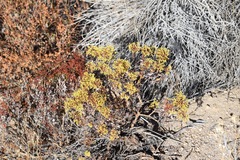 Eriogonum microtheca ambiguum