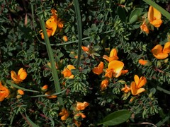 Pultenaea maritima