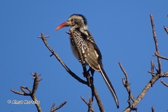 Southern Red-Billed Hornbill photo 3