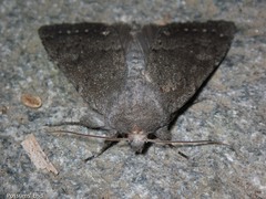 Ichneutica nullifera