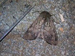 Ichneutica nullifera