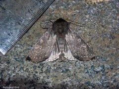 Ichneutica nullifera