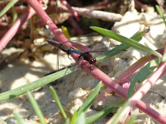 Erythrodiplax melanorubra