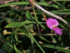 Galactia tenuiflora