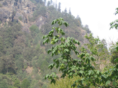 Acer sterculiaceum