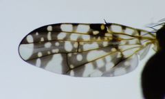 Austrotephritis plebeia