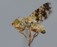 Austrotephritis plebeia