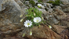 Cerastium uniflorum
