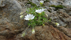 Cerastium uniflorum