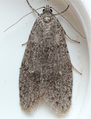Semioscopis inornata
