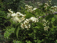 Symplocos paniculata