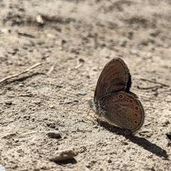 Coenonympha haydenii