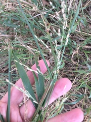 Ehrharta erecta erecta