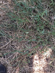 Ehrharta erecta erecta