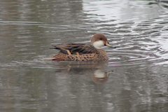 Anas bahamensis × georgica