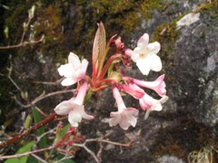 Viburnum grandiflorum