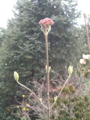 Viburnum grandiflorum